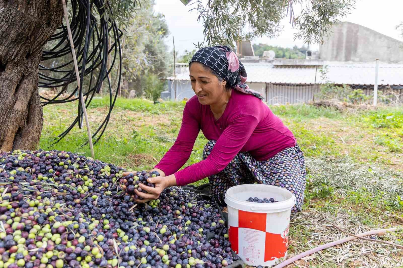 MANAVGAT BELEDİYESİ TARAFINDAN BU YIL İKİNCİSİ DÜZENLENEN ZEYTİN VE ZEYTİNYAĞI FESTİVALİ, 8-9...