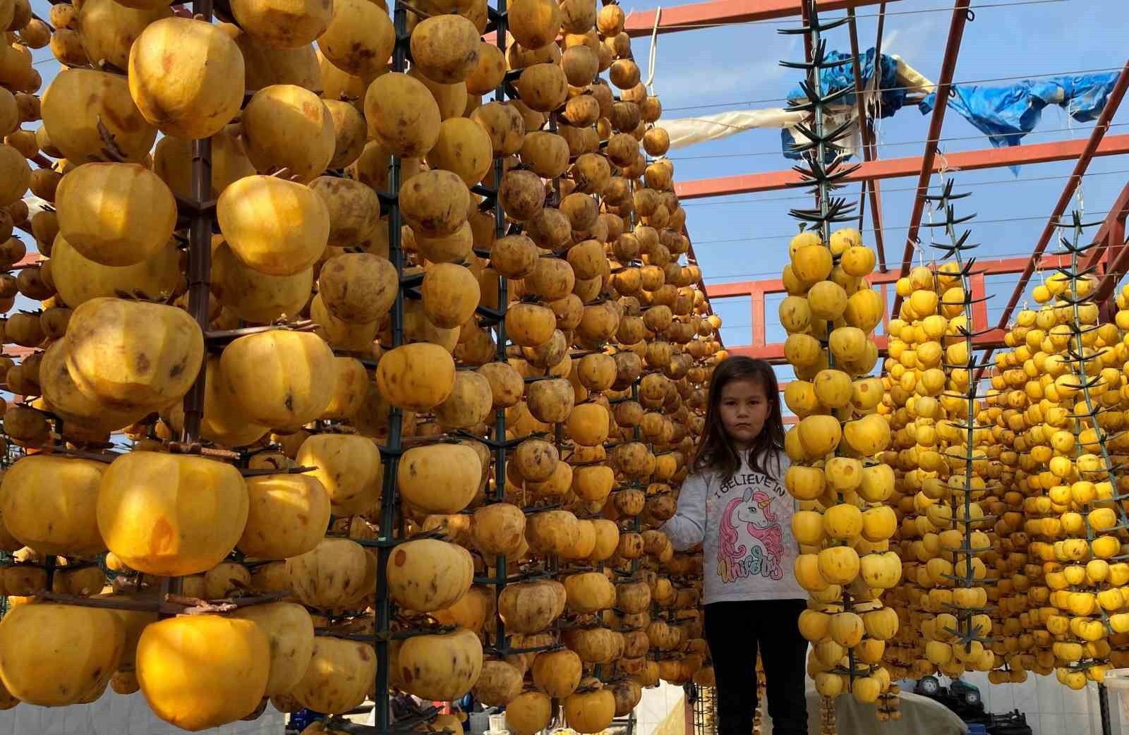 MANİSA’NIN ALAŞEHİR İLÇESİNDE BU YIL İLK KEZ DÜZENLENECEK OLAN ALAŞEHİR CENNET HURMASI FESTİVALİ...