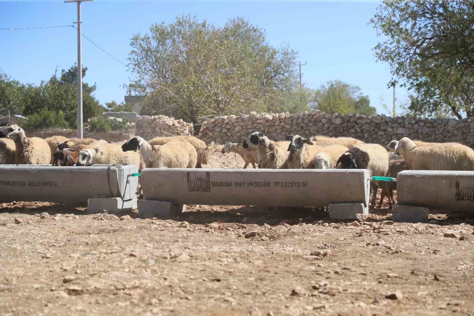MARDİN BÜYÜKŞEHİR BELEDİYESİ TARIMSAL HİZMETLER DAİRE BAŞKANLIĞI TARAFINDAN, HAYVANCILIKLA UĞRAŞAN...
