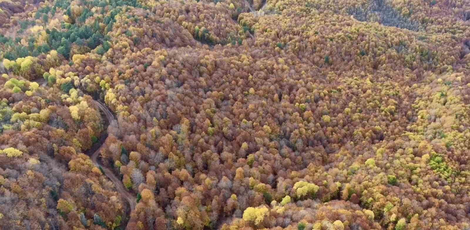 MENGEN İLÇESİNDE SONBAHAR RENKLERİNE BÜRÜNEN ORMANLIK ALANLAR KARTPOSTALLIK MANZARALAR...