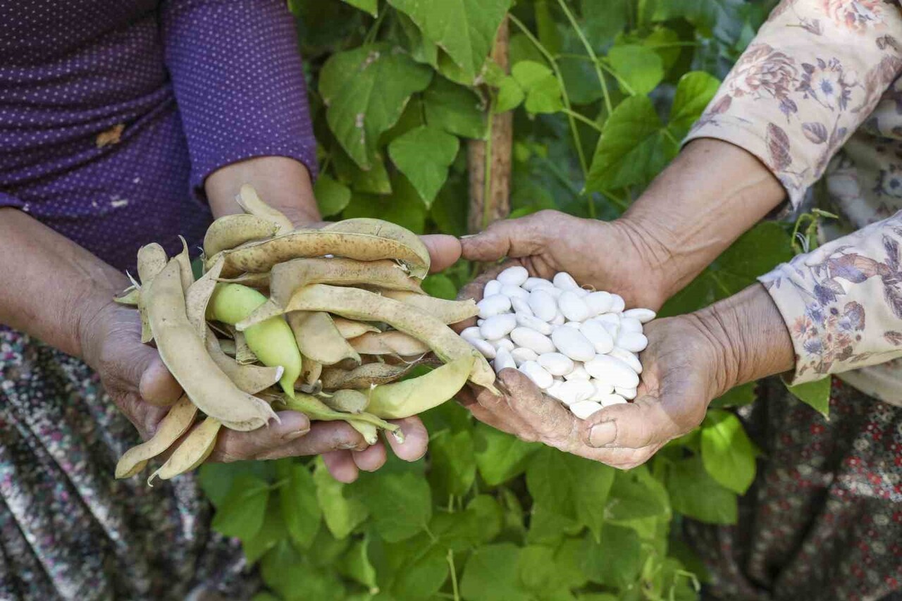 MERSİN BÜYÜKŞEHİR BELEDİYESİ, GÜLNAR’A ÖZGÜ LEKLEK FASULYESİ ÜRETİMİNİ ARTIRMAK İÇİN 15 ÜRETİCİYE...