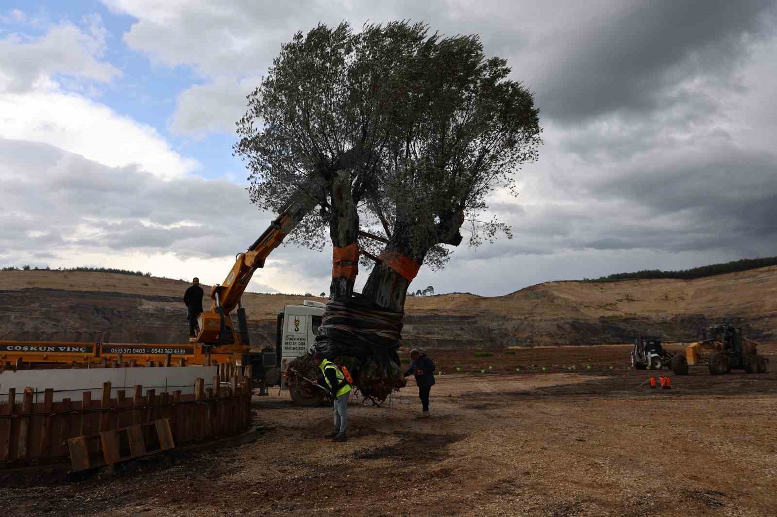 MİLAS HÜSAMLAR KÖYÜ YAKINLARINDA BULUNAN REHABİLİTASYON SAHASINDA 3 ASIRLIK BİR ZEYTİN AĞACI ÖZEL...