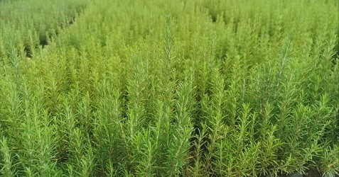 MUĞLA’DA ATIL ARAZİLER BİBERİYE İLE CANLANIYOR