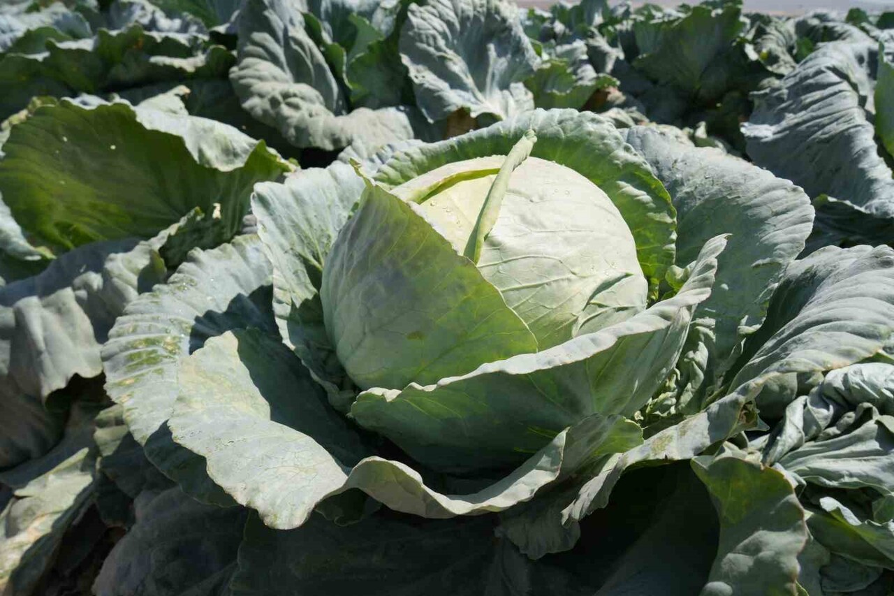 NİĞDE TARIM VE ORMAN MÜDÜRLÜĞÜ, ÜRETİMDEN TÜKETİME UZANAN GIDA ZİNCİRİNDE GÜVENİLİRLİĞİ EN ÜST...