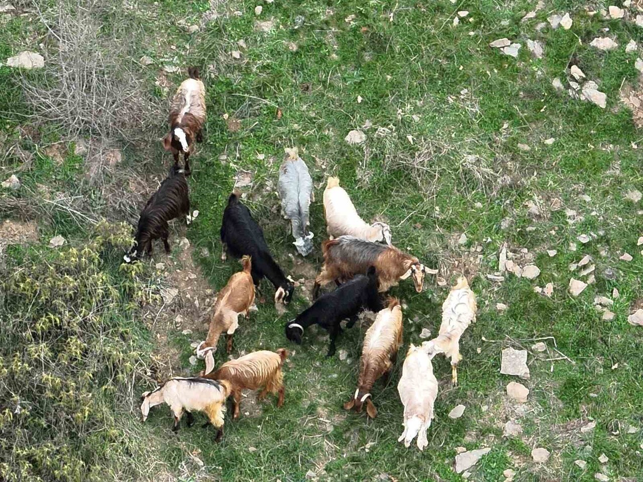 OSMANİYE KAYIP KOYUN