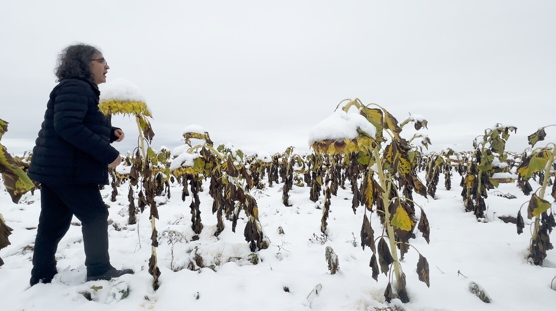 PROF. DR. MEHMET KAVUKCU, KARLI BİR AYÇİÇEĞİ TARLASINDA GERÇEKLEŞTİRDİĞİ "EGO" PERFORMANSIYLA...