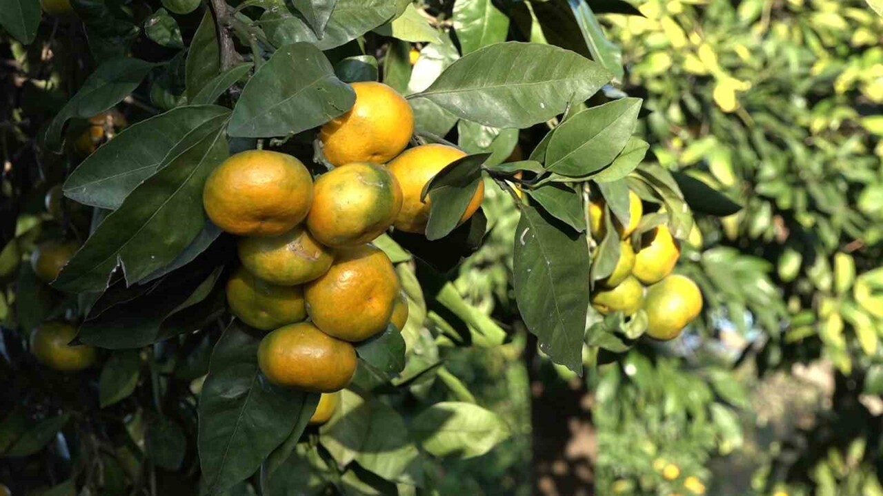 RİZE'NİN DEREPAZARI İLÇESİNDE YETİŞEN VE İSMİNİ YETİŞTİĞİ İLÇEDEN ALAN DEREPAZARI MANDALİNASINDA...