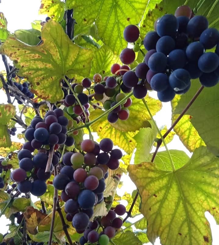 RİZE’NİN DEREPAZARI İLÇESİNDE YAŞAYAN 63 YAŞINDAKİ EMEKLİ METİN ÇELİK, RİZE'NİN GELENEKSEL...