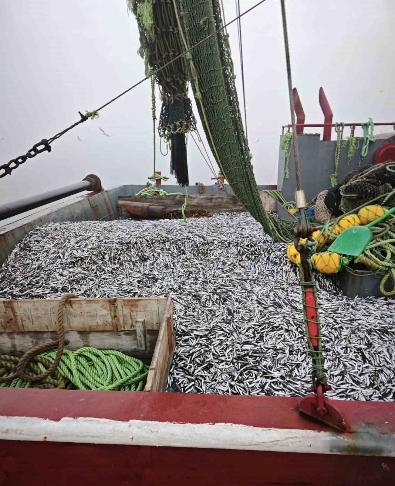 SAMSUN’DA İL TARIM VE ORMAN MÜDÜRLÜĞÜ EKİPLERİ TARAFINDAN 1 MİLYON 843 BİN 550 KİLO HAMSİ...