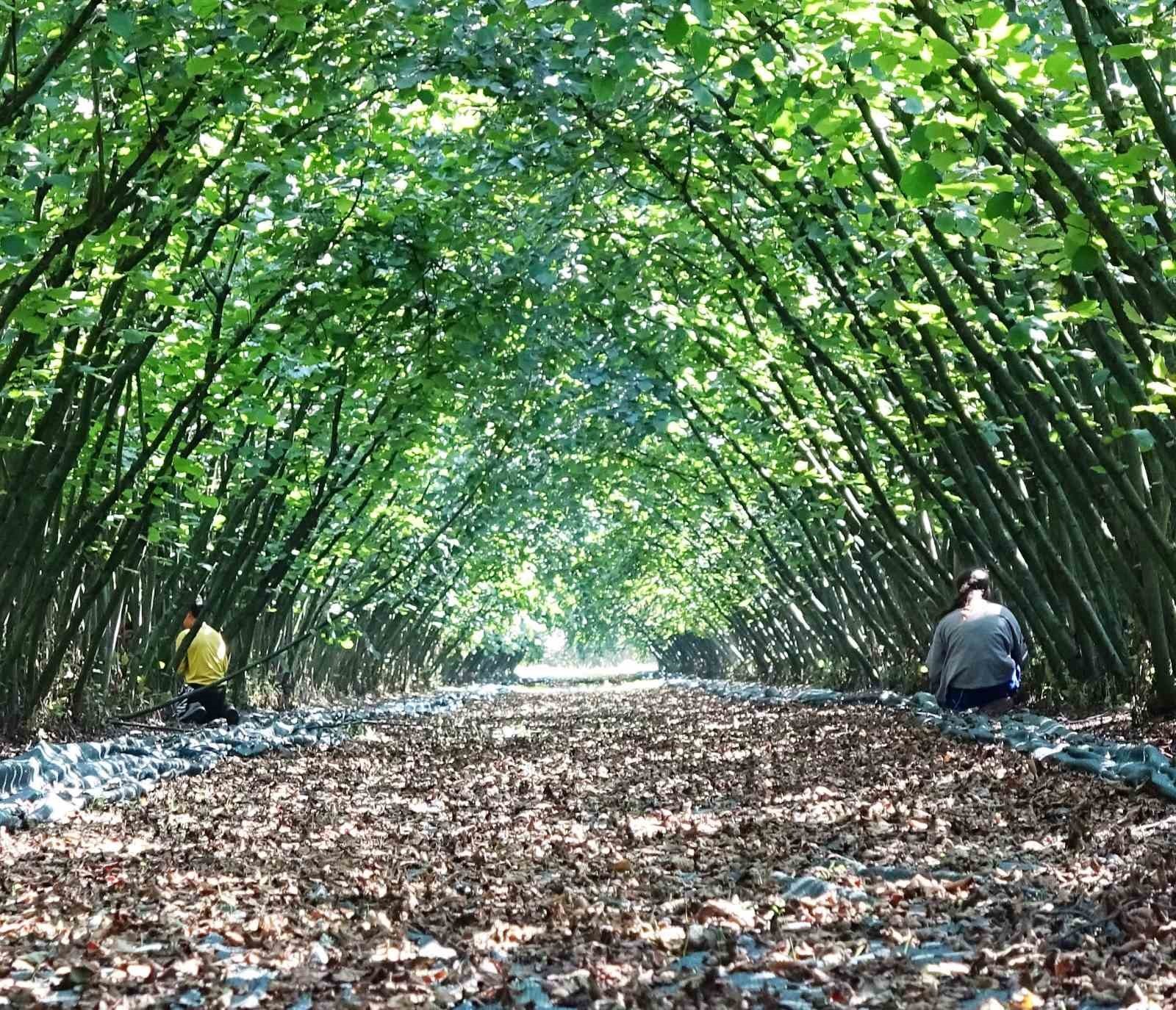 SAMSUN’DA, KIRSAL KALKINMA YATIRIMLARININ DESTEKLENMESİ PROGRAMI (KKYDP) 2024-2025 BAŞVURU...