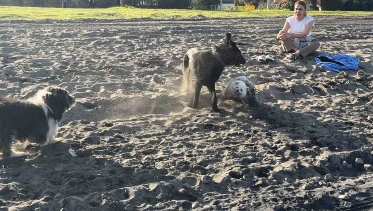 SAMSUN’UN ATAKUM İLÇESİ İNCESU MEVKİSİNDE PASTIRMA SICAKLIKLARINI FIRSAT BİLEN BİR VATANDAŞ, KASIM...
