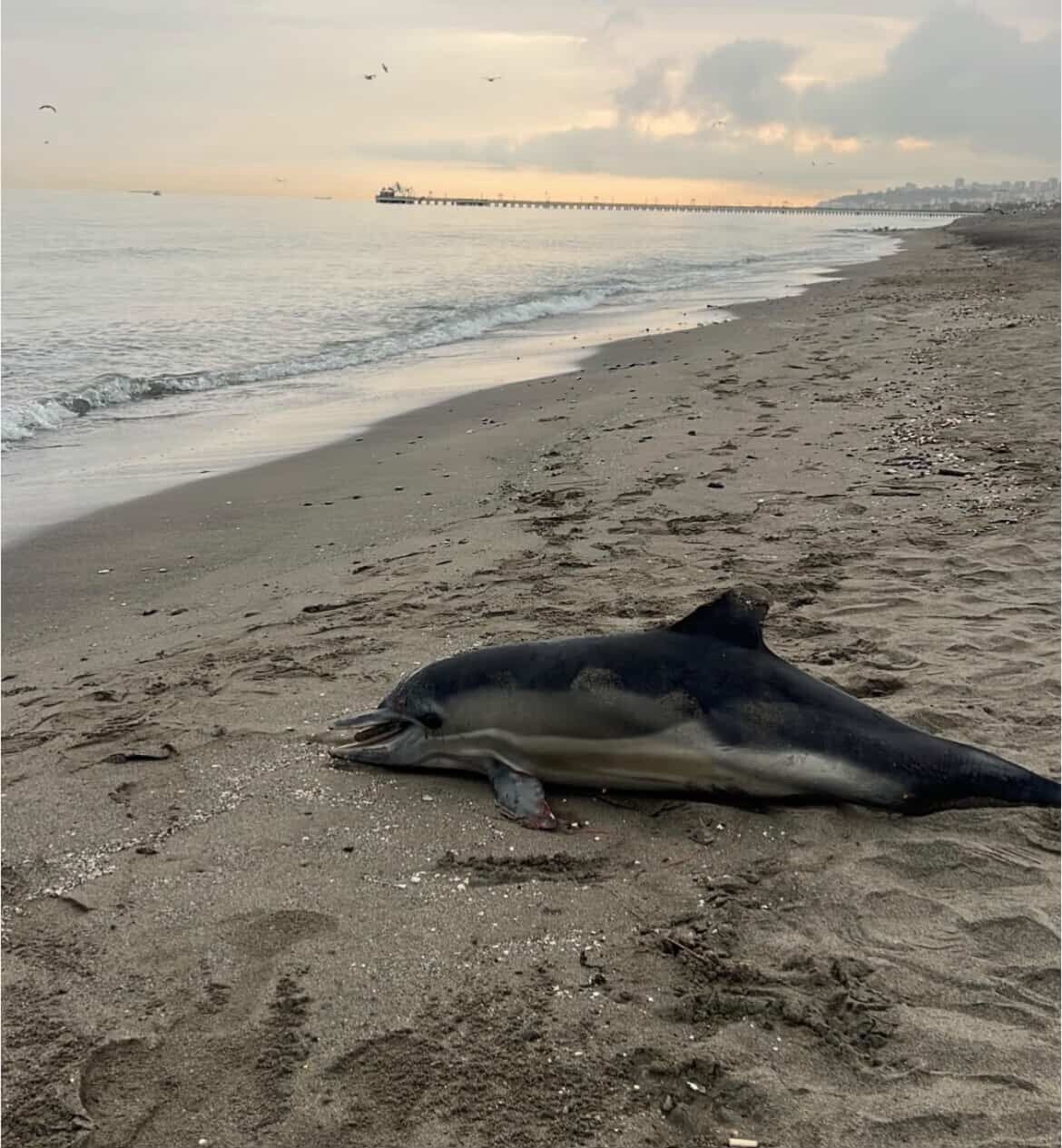 SAMSUN’UN ATAKUM İLÇESİNDE SAHİLDE YÜRÜYÜŞ YAPAN VATANDAŞLAR, KIYIYA VURMUŞ HALDE BULUNAN BİR...