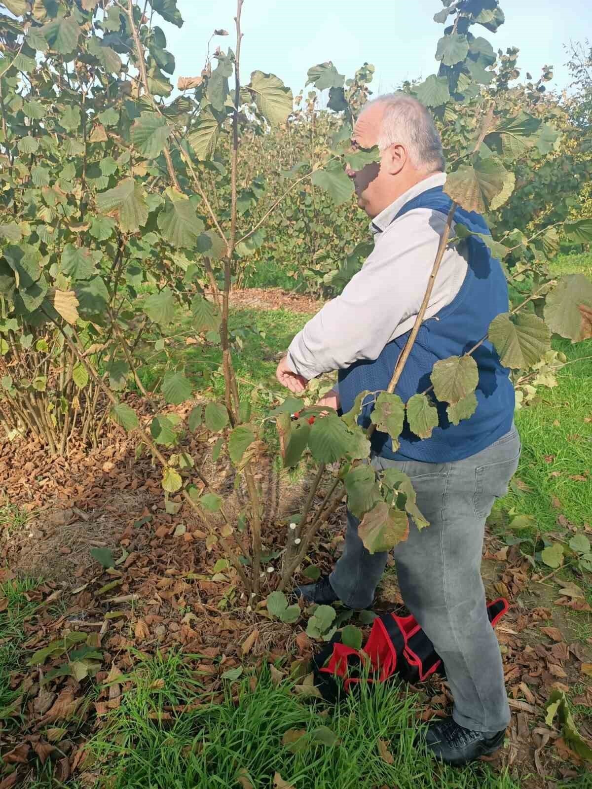SAMSUN’UN ÇARŞAMBA İLÇESİNDE TOPRAK ALTINDA KÖKLERE ZARAR VEREN VE AĞAÇ GELİŞİMİNİ OLUMSUZ...