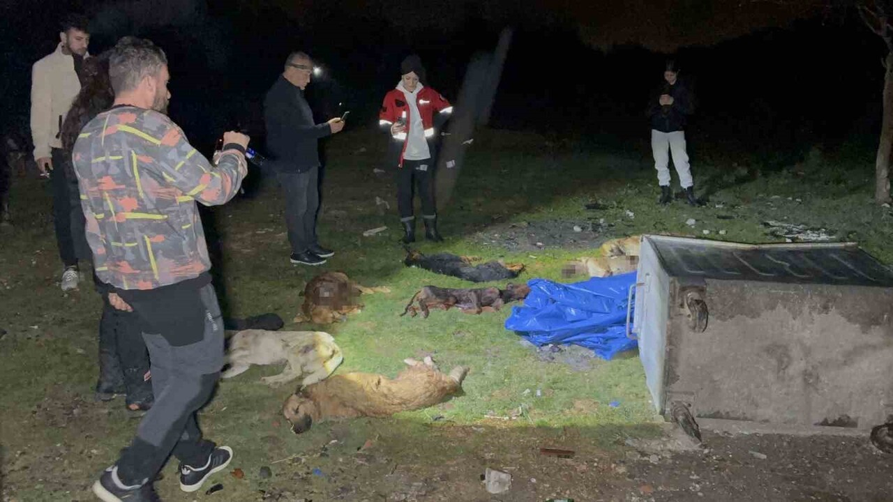 SAMSUN’UN İLKADIM İLÇESİ GÜRGENDAĞI MEVKİSİ KURTULUŞ YOLU ÜZERİNDE BESLEME YAPAN HAYVANSEVERLER...