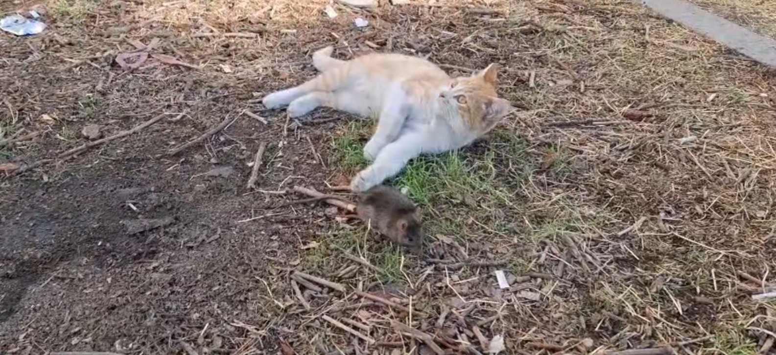 ŞANLIURFA'DA CEP TELEFONUYLA KAYDEDİLEN İLGİNÇ BİR GÖRÜNTÜ, İZLEYENLERİ HAYRETE ÇEVİRDİ....