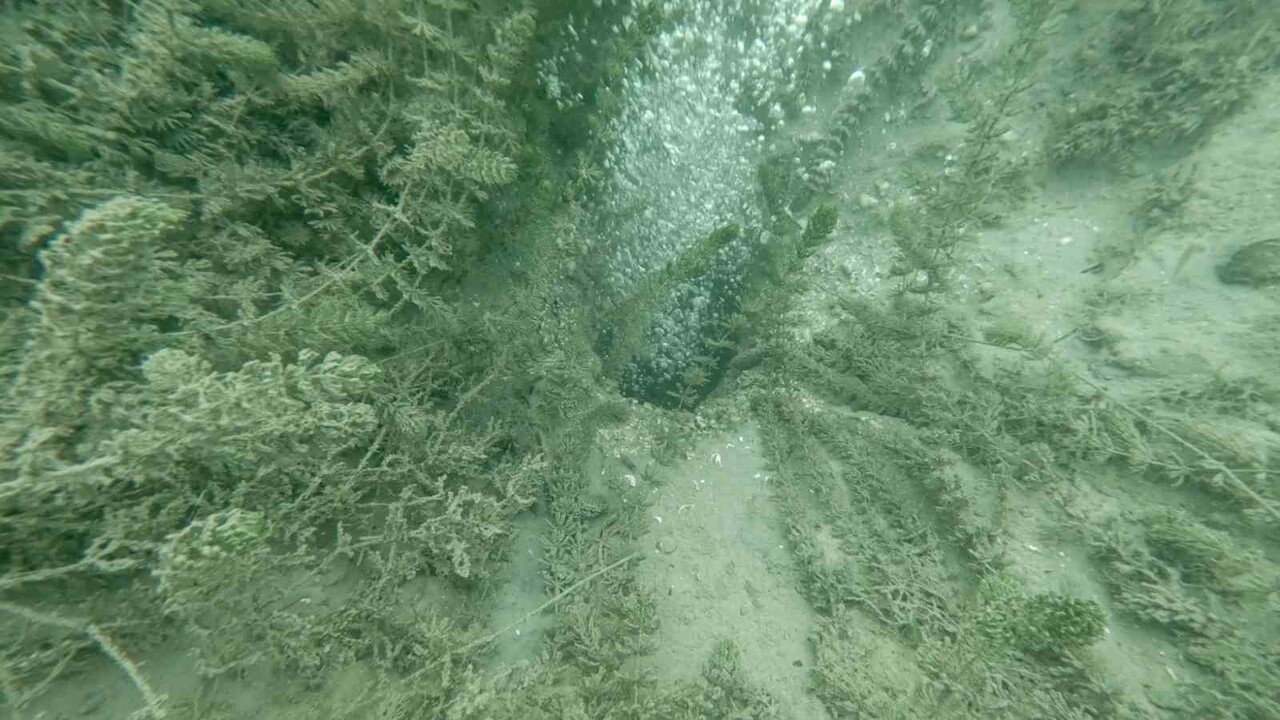 SAPANCA GÖLÜ'NDE OLUŞAN KABARCIKLAR VATANDAŞI ENDİŞEYE SÜRÜKLÜYOR.