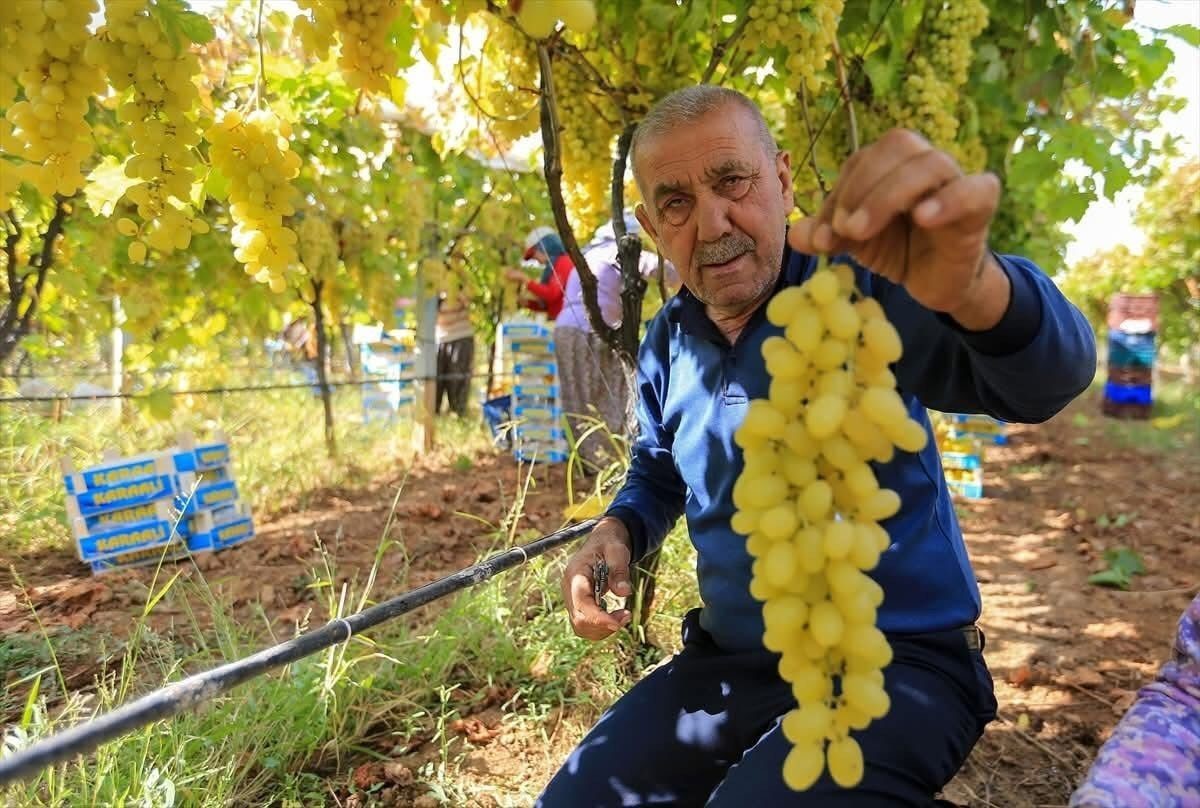 SARIGÖL ZİRAAT ODASI BAŞKANI ALİ İHSAN ÜLGEN, BU YIL YAŞ ÜZÜM FİYATLARININ BEKLENMEDİK ŞEKİLDE...