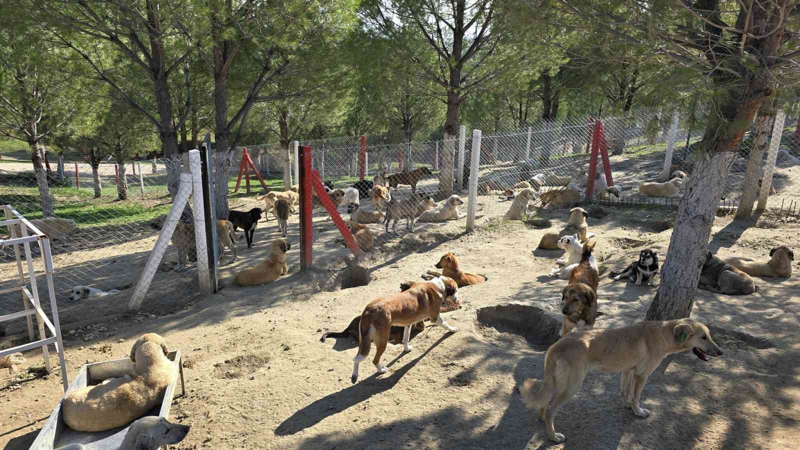 SARUHANLI KAYMAKAMI MURAT ACAR, İLÇE TARIM VE ORMAN MÜDÜRÜ ALİ TUNÇEL İLE BİRLİKTE HACIMUSA...