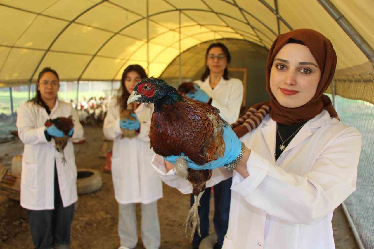 ŞEHZADELER ŞEHRİ AMASYA’DA ÜNİVERSİTE ÖĞRENCİLERİ VE AKADEMİSYENLER SÜLÜN YETİŞTİRMEYE BAŞLADI....