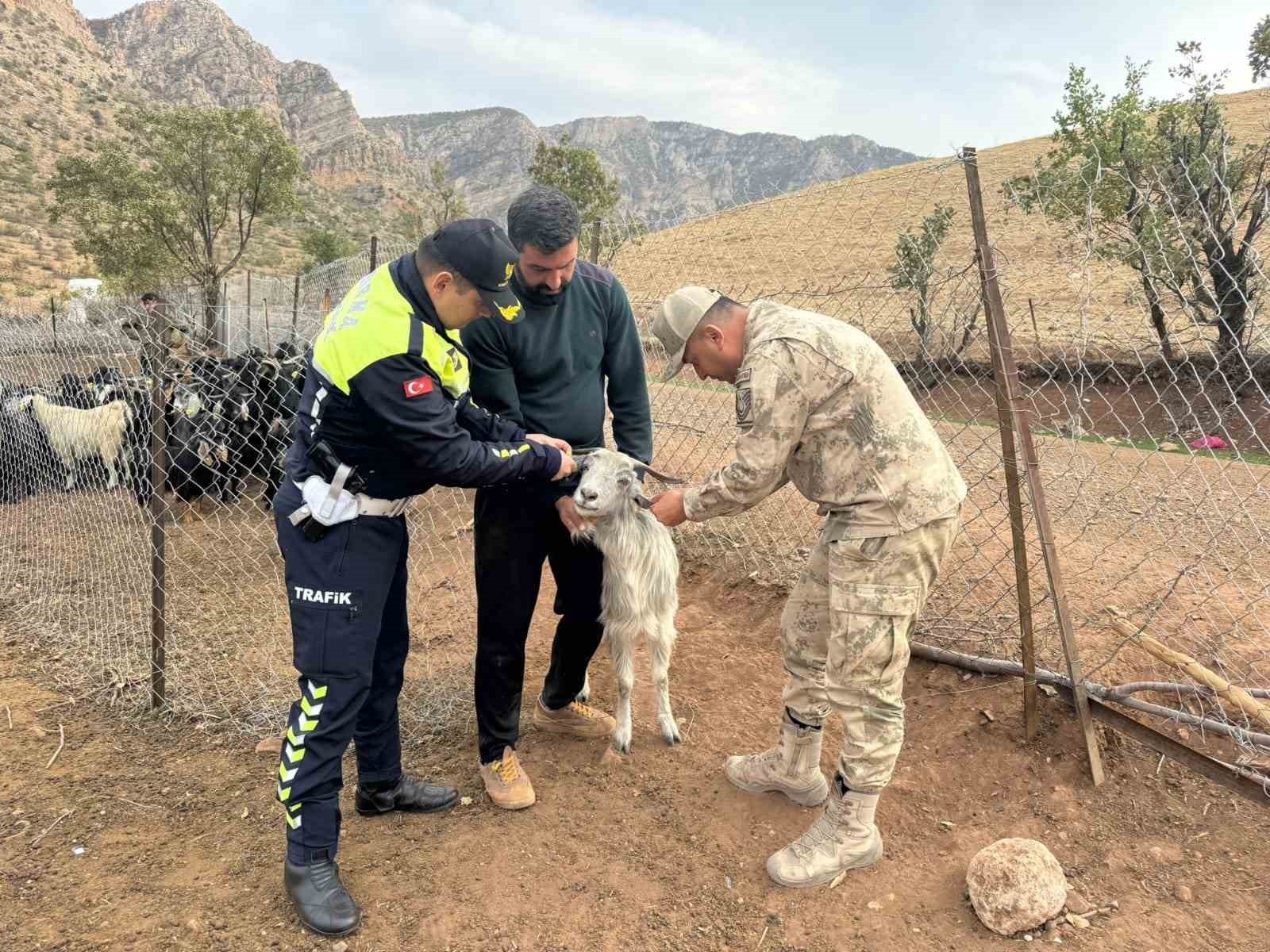SİİRT’TE İL JANDARMA KOMUTANLIĞI, HAYVANA ÇARPMA KAYNAKLI KAZALARIN ÖNLENMESİNE YÖNELİK SÜRÜYE...