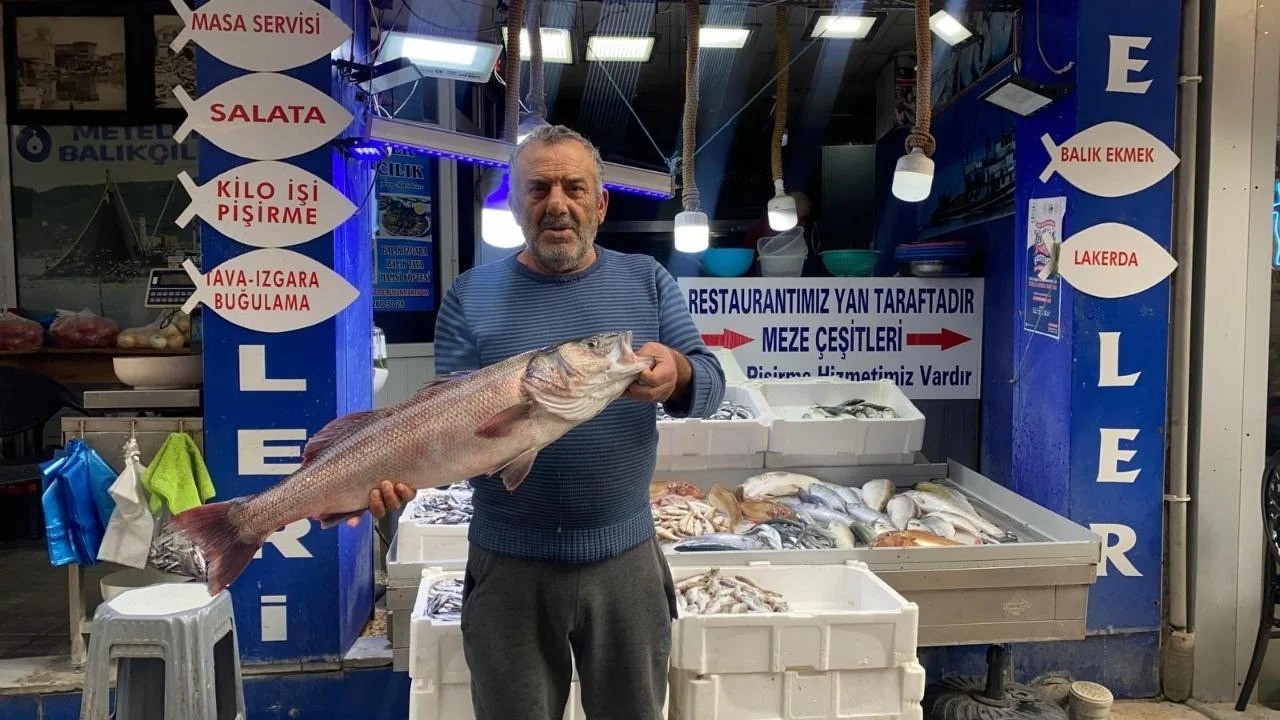 SİNOP’TA OLTAYLA YAKALANAN DEV DENİZ LEVREĞİ 9 BİN LİRAYA ALICI BULDU.