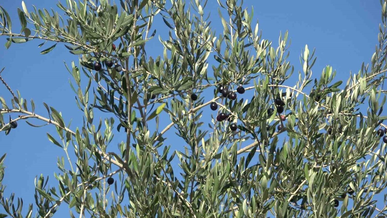 ŞIRNAK'IN İDİL İLÇESİNDE ZEYTİNİ DON VURDU. 150 DÖNÜMLÜK ZEYTİN BAHÇESİNDEN ÜRÜN...