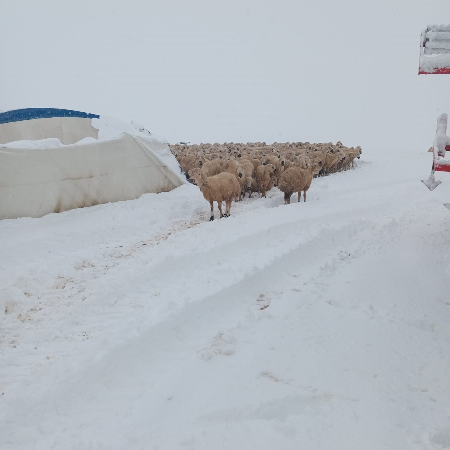 SİVAS’TA 1 GÜN BOYUNCA ETKİSİNİ GÖSTEREN KAR YAĞIŞI SONRASI KOYUN SÜRÜSÜNÜN BULUNDUĞU ÇADIR ÇÖKTÜ....