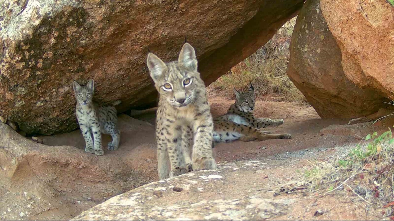 SİVAS’TA 2 DOĞA FOTOĞRAFÇISI, ÇOK ENDER GÖRÜLEN BİR OLAYI KAYDETTİ. NORMALDE TEK OLARAK...