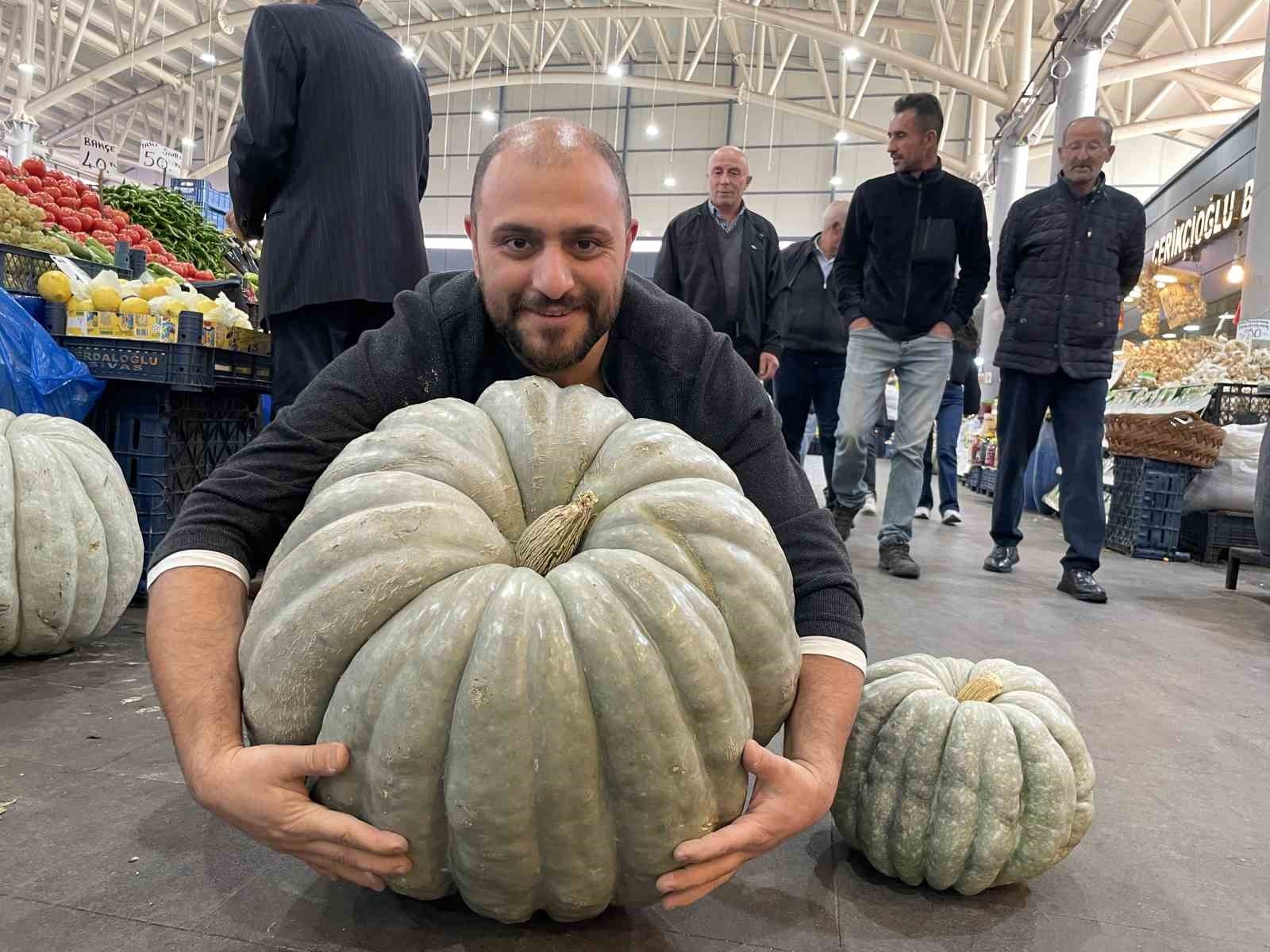 SİVAS’TA FERHAT ÇOBANOĞLU, BAHÇESİNDE 60 KİLOGRAMLIK DEVASA BİR BAL KABAĞI YETİŞTİRDİ.