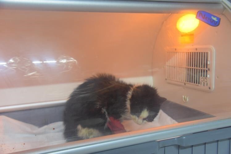 SOKAK HAYVANLARI TEDAVİ VE REHABİLİTASYON MERKEZİ VETERİNER HEKİMİ MEHMET FURKAN TÜKENMEZ