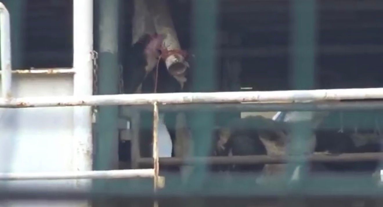 SUSUZLUKTAN BORU YALAYAN İNEKLER BANDIRMA LİMANI'NDA UTANÇ TABLOLARI