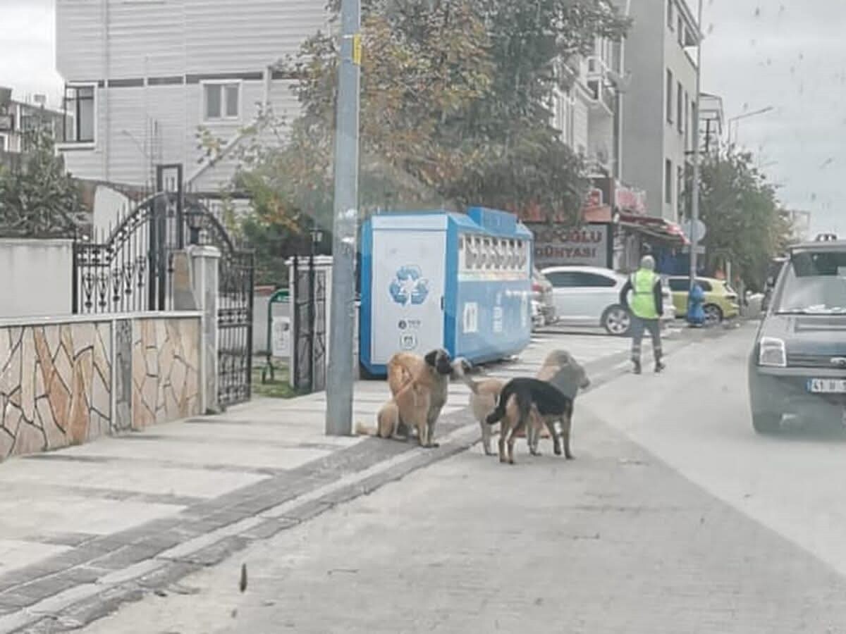 TEKİRDAĞ GENELİNDE SAHİPSİZ SOKAK HAYVANLARININ SAYISINI BELİRLEMEK AMACIYLA KAPSAMLI BİR ÇALIŞMA...