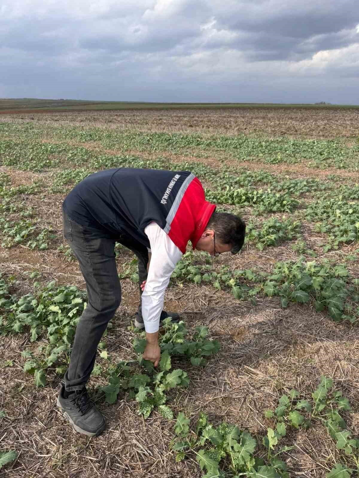 TEKİRDAĞ İL TARIM VE ORMAN MÜDÜRLÜĞÜ EKİPLERİ, SÜLEYMANPAŞA KARACAKILAVUZ’DA ANIZA KANOLA EKİMİNDE...