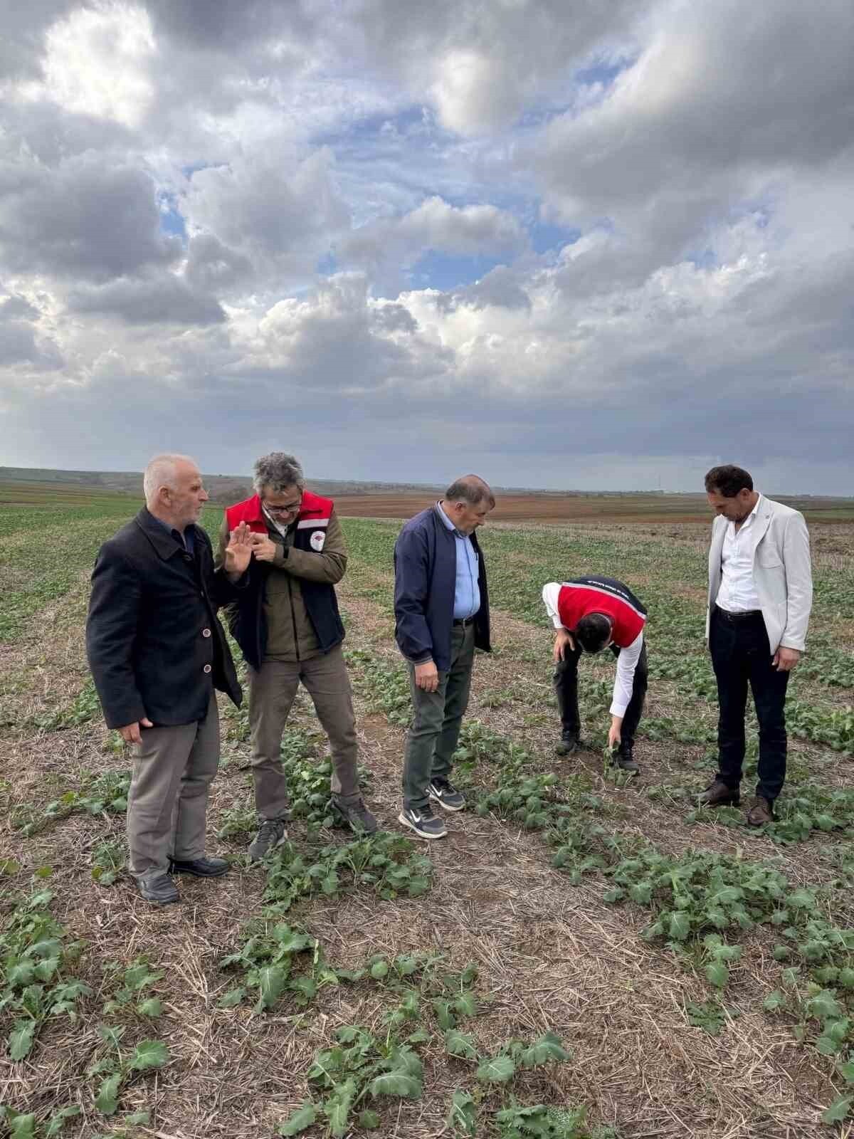 TEKİRDAĞ İL TARIM VE ORMAN MÜDÜRLÜĞÜ EKİPLERİ, SÜLEYMANPAŞA KARACAKILAVUZ’DA ANIZA KANOLA EKİMİNDE...
