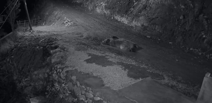 TRABZON'UN ARAKLI İLÇESİ BAHÇECİK MAHALLESİNDE 10'A YAKIN EVE GİREN VE EVLERE ZARAR VEREN AYININ...