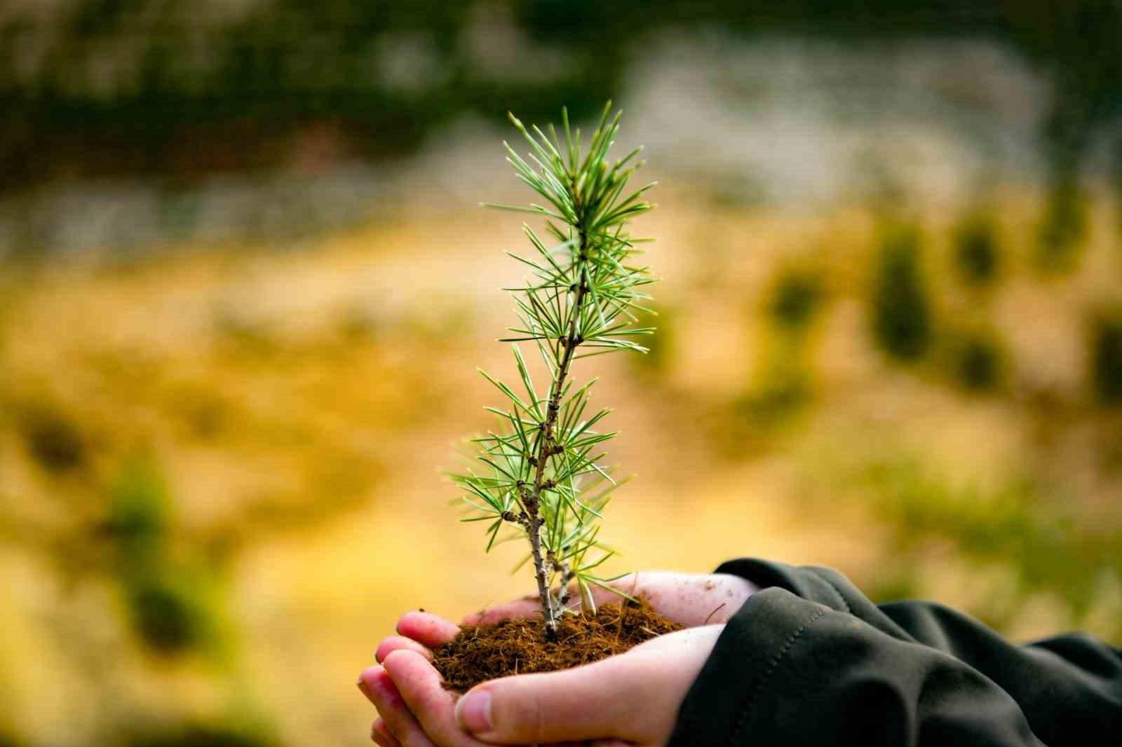 TUNCELİ'DE, 11 KASIM MİLLİ AĞAÇLANDIRMA GÜNÜ KAPSAMINDA 200 BİN FİDAN TOPRAKLA BULUŞTU.