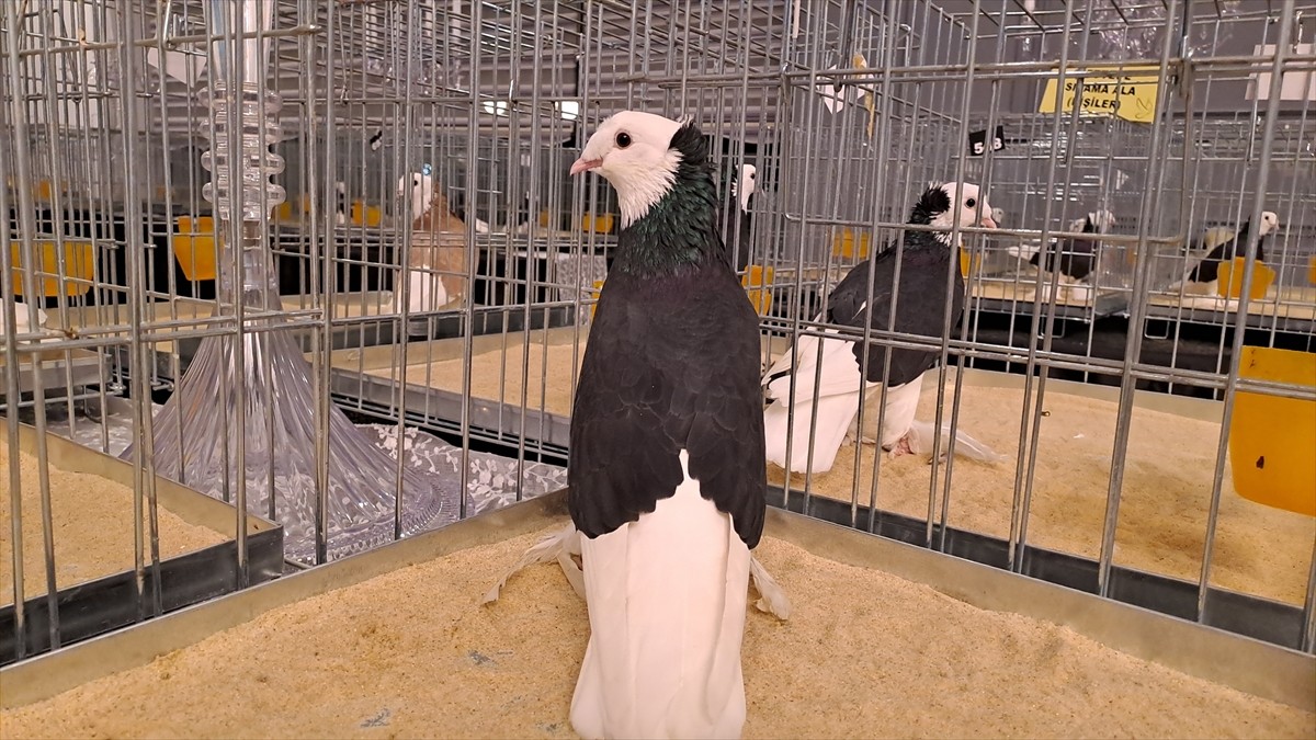 Türkiye'nin farklı illerinden çok sayıda tepeli güvercinin katıldığı "6. Tepeli Kostüm...