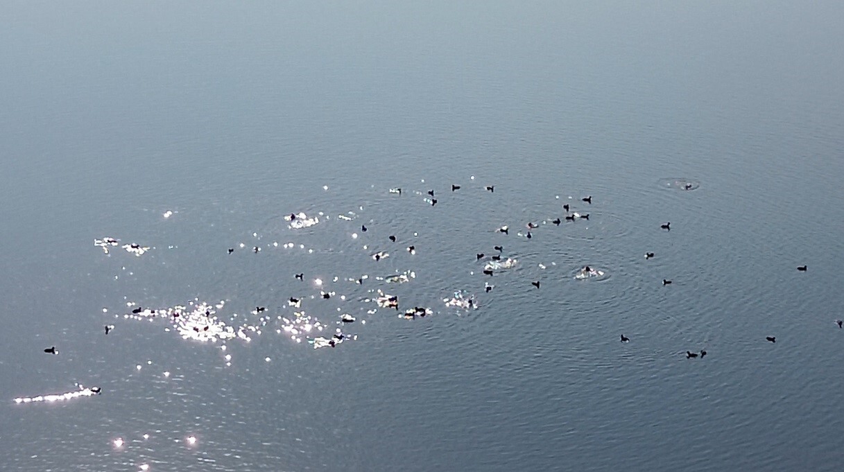 TÜRKİYE'NİN ÖNEMLİ SULAK ALANLARINDAN BİRİ HALİNE GELEN KARS BARAJ GÖLÜ, GÖÇMEN KUŞLARIN...
