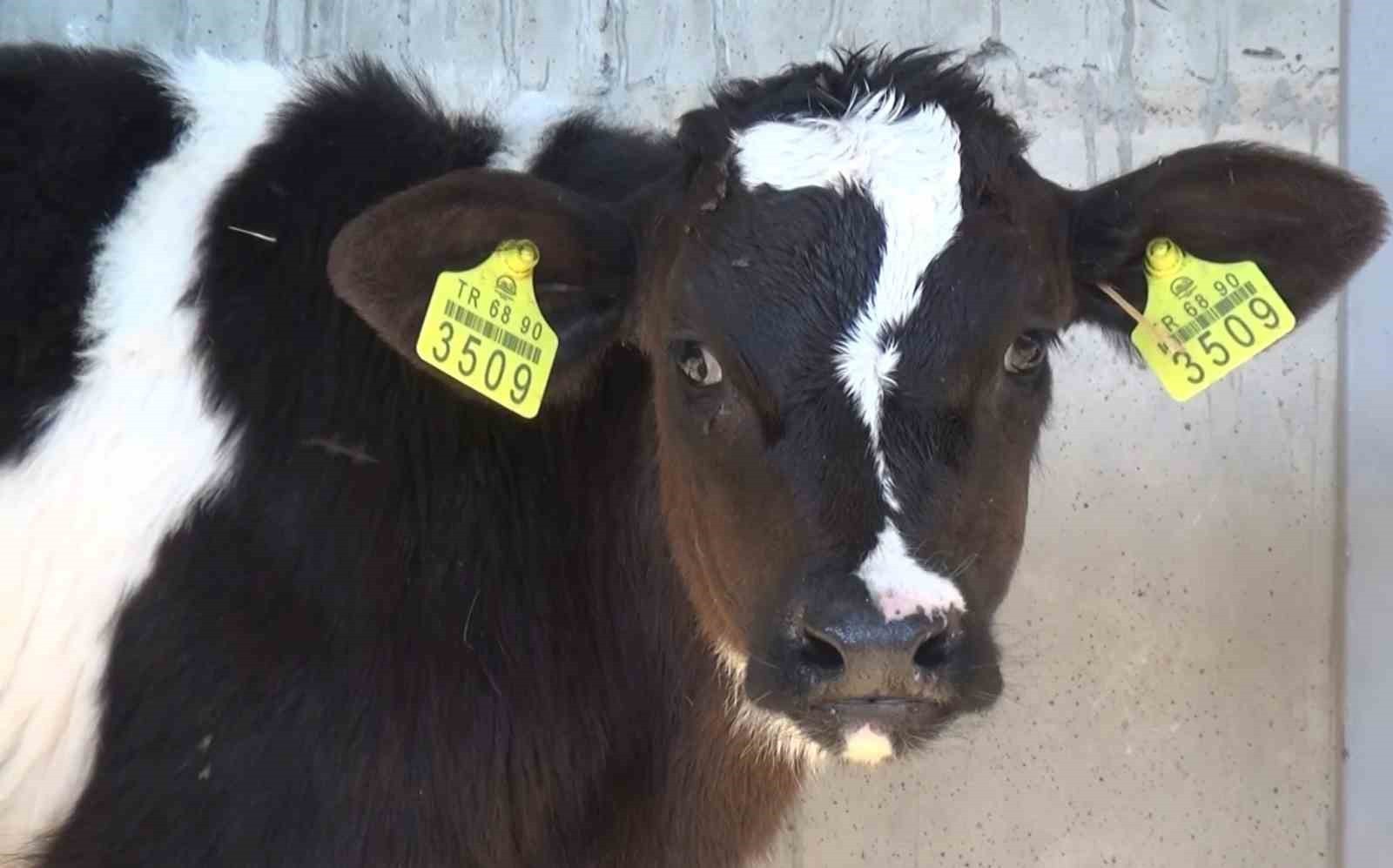 TÜRKİYE’DE HAYVANSAL ÜRETİMİN, KALİTENİN VE VERİMİN ARTIRILMASI, BERABERİNDE HAYVAN İTHALATININ...