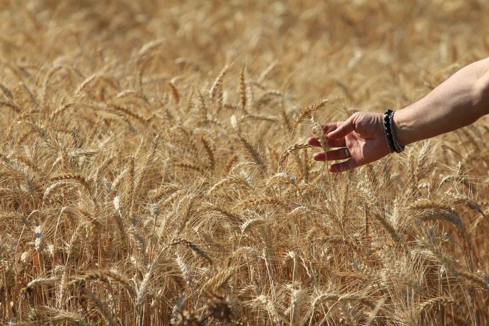 ULUSLARARASI HUBUBAT KONSEYİ (IGC), DÜNYA TAHIL ÜRETİMİNDE SON 10 YILIN EN KESKİN ARTIŞIYLA TÜM...