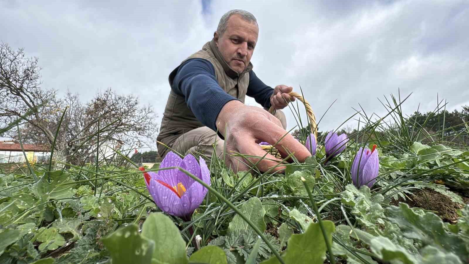 UNESCO DÜNYA MİRAS LİSTESİ'NDEKİ KARABÜK'ÜN SAFRANBOLU İLÇESİYLE ÖZDEŞLEŞEN VE KİLOGRAM FİYATI 600...