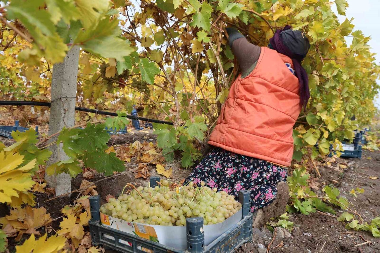 ÜZÜM YETİŞTİRİCİLİĞİ VE TADI BAKIMINDAN TÜRKİYE’NİN EN ÖNEMLİ İLLERİ ARASINDA YER ALAN ELAZIĞ’DA...