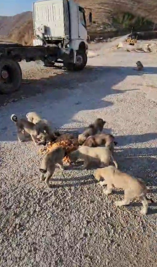 YOLDA YALNIZ DEĞİLLER: BAYBURTLU ŞOFÖR ANNE VE YAVRU KÖPEKLERİ KOCA TENCERE YEMEKLE BESLEDİ
