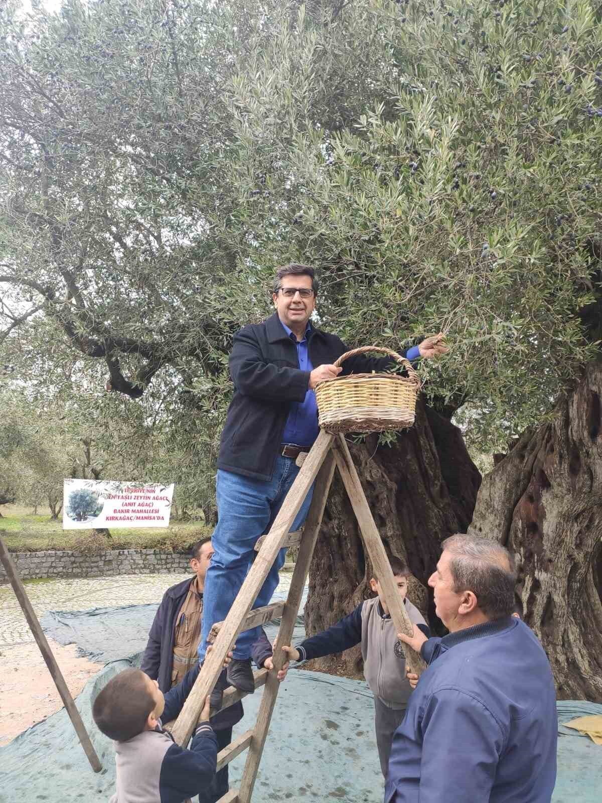 ZEYTİN AĞACININ KÜLTÜREL, EKONOMİK VE ÇEVRESEL ÖNEMİNE DİKKAT ÇEKMEK AMACIYLA KUTLANAN GÜNDE...