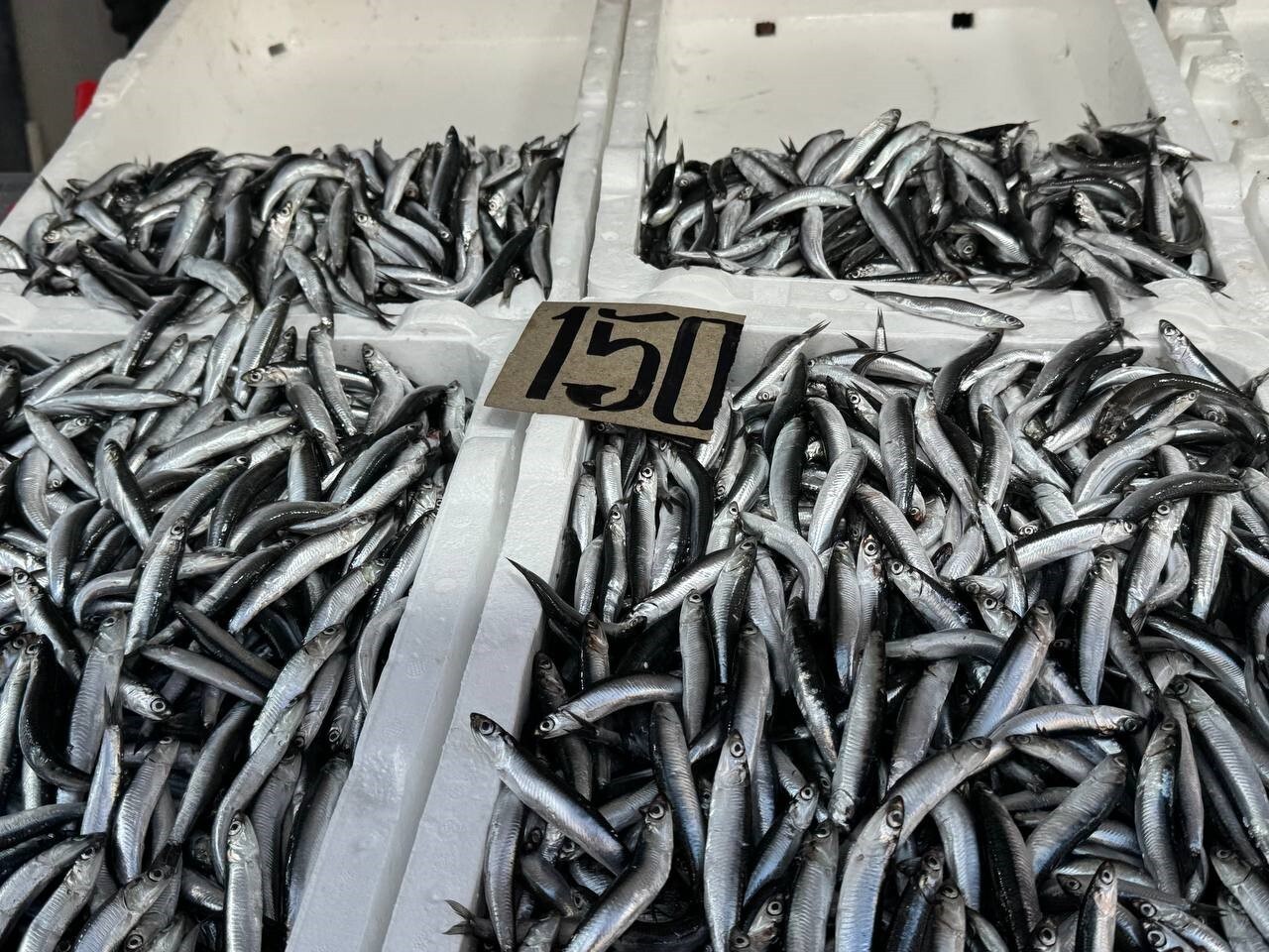 ZONGULDAK BALIK HALİ ESNAFI BATUHAN ERTÜRK, KARADENİZ’DE YETİŞEN HAMSİ VE DİĞER BALIK TÜRLERİYLE...