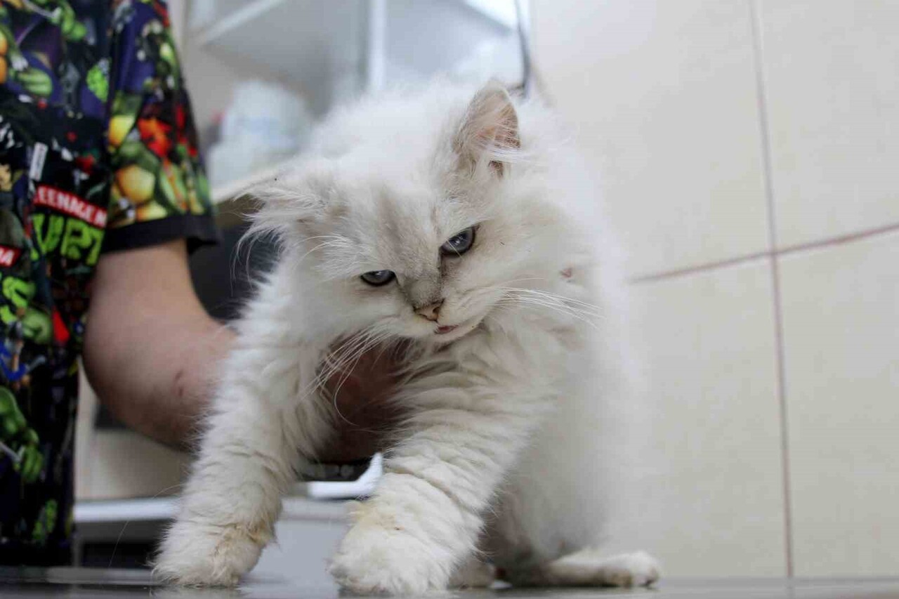 ADANA'DA SOKAKTA BULUNAN 6 AYLIK BRİTİSH LONGHAİR CİNSİ ERKEK KEDİ, VETERİNERE GÖTÜRÜLDÜĞÜNDE...