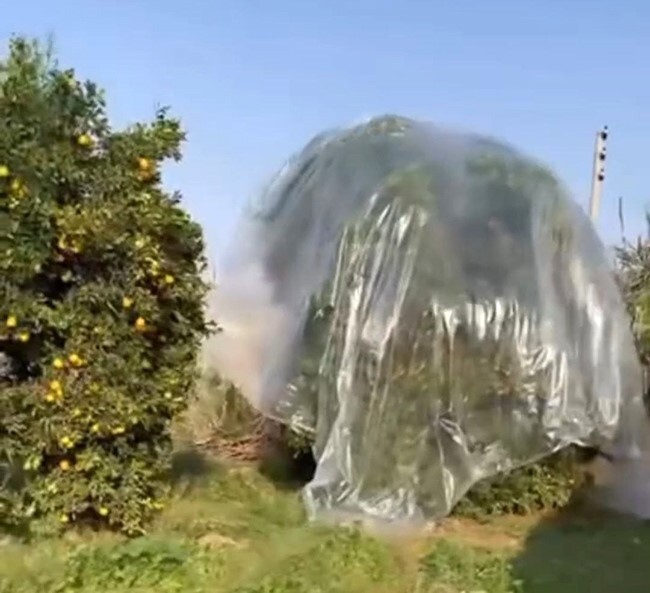 ADANA’DA ÇİFTÇİ AŞIRI YAĞMURDA MANDALİNA ZARAR GÖRMESİN DİYE AĞACA NAYLON GEÇİREREK ÖNLEM...