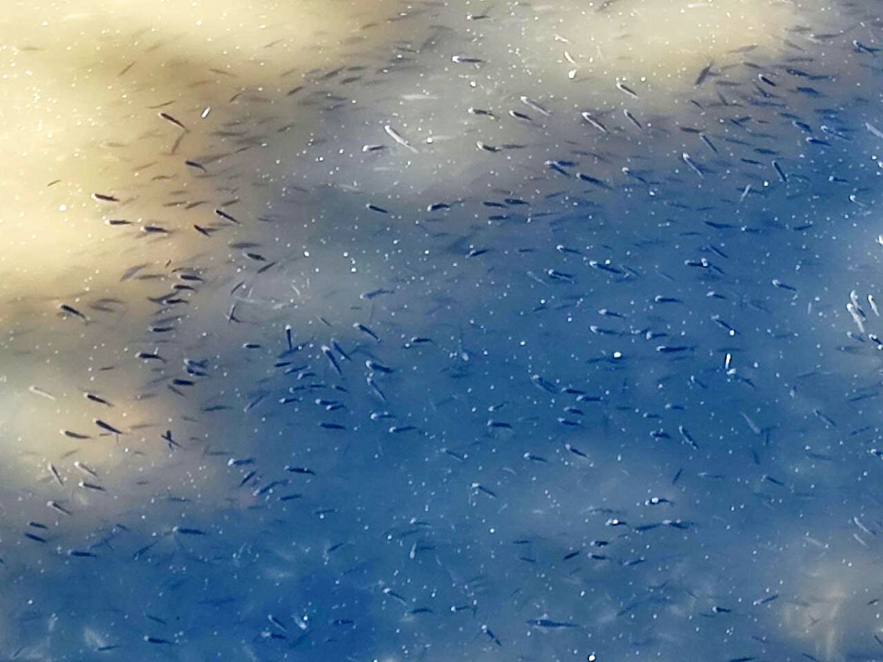 ADANA’DA KURAKLIK NEDENİYLE SEYHAN BARAJ GÖLÜNDEN, SEYHAN NEHRİNE SU AKIŞI DURDURULUNCA, SU...