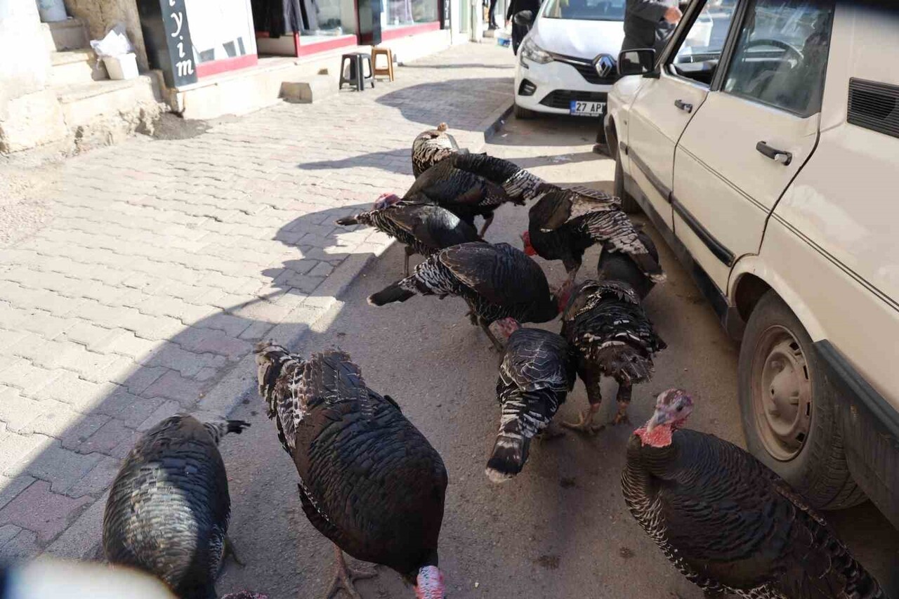ADANA’NIN KOZAN İLÇESİNDE HİNDİLERİN ÇARŞIDA GEZDİRİLEREK SATILMASI İLGİNÇ GÖRÜNTÜLER...