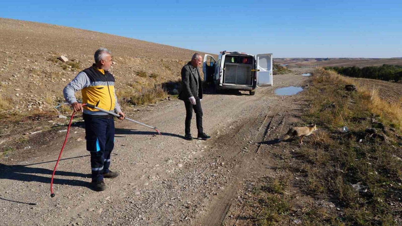 ADIYAMAN BELEDİYESİ VETERİNER İŞLERİ MÜDÜRLÜĞÜ EKİPLERİ, 1 YAŞINDAKİ TİLKİYİ 3 HAFTALIK TEDAVİ...